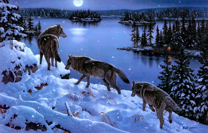 german Shepherd, animal Themes, animals And Pets, two Animals, wild Dog, outdoors, animals In The Wild, fur, the Natural World, dog, animal wildlife, bavarian Forest