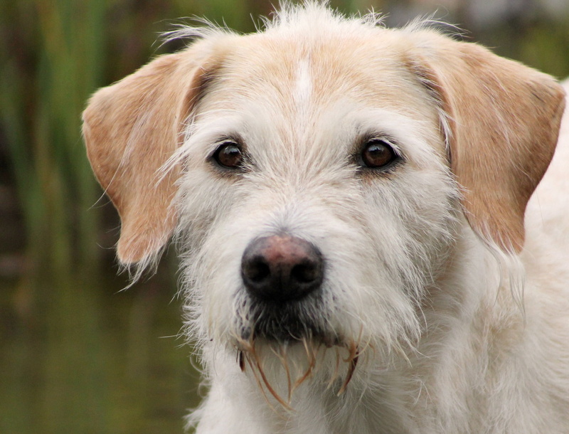 day, pets, best friend, animal hair, people, snout, animal mouth, animal nose, domestic animals, animal eye, good, jack russell terrier, 1080P, dog, portrait
