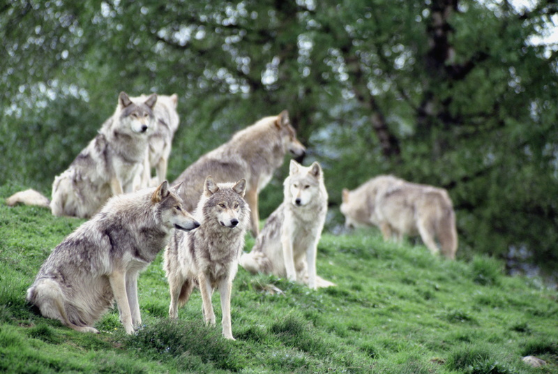 tschechoslowakischer Wolfshund, no people, natural Land State, two Animals, outdoors, puppy, pawed Mammal, animal wildlife, vertebrate, day, young Animal