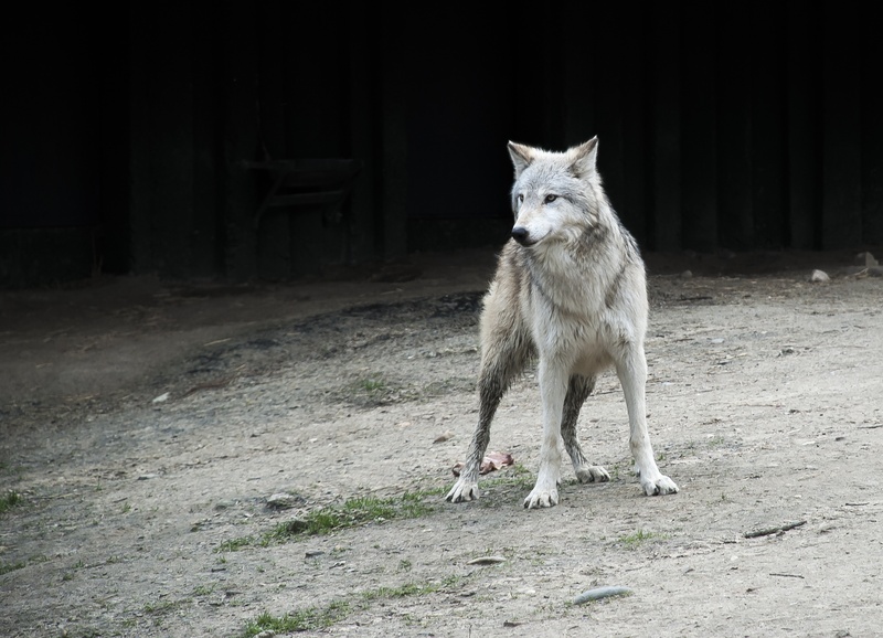 wild Dog, wolf, no people, pawed Mammal, canine, animal themes, outdoors, land, looking, standing, natural Land State, animals, white, vertebrate, one animal