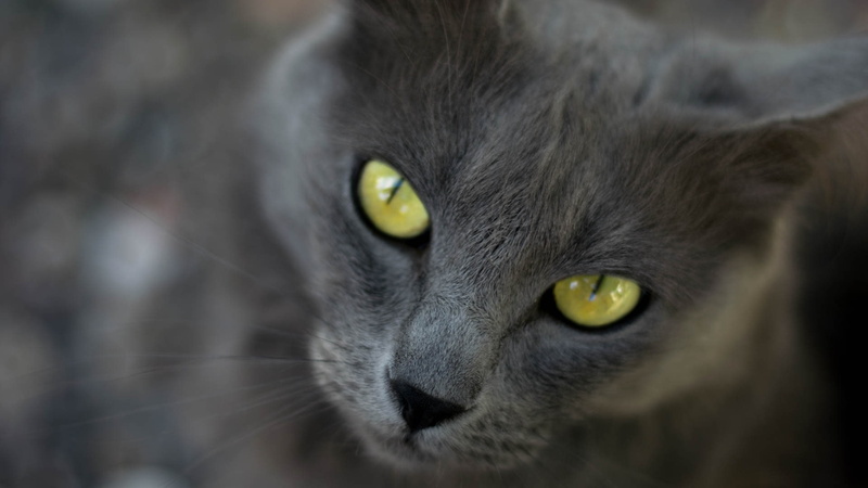 animal themes, art, pets, mammal, px, one animal, no people, eye, domestic animals, green eyes, hd, eyes, animal head, yellow eyes, animals, 1080P, looking at camera
