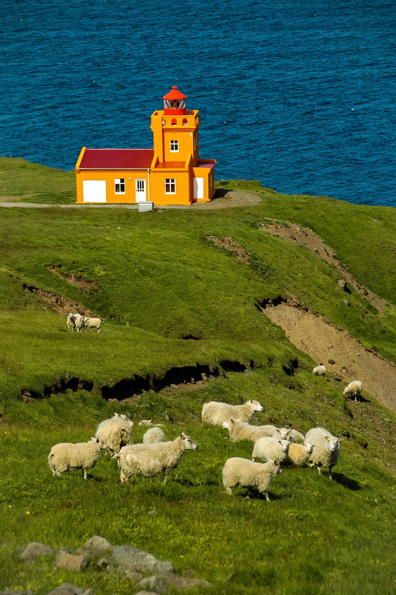 water, mammal, nature, built structure, architecture, iceland, livestock, building, land, side, green color, plant, lighthouse, scenics - nature, sheep