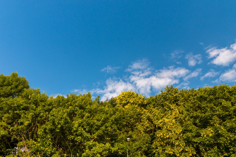 poland, non-urban scene, tranquility, blue, no people, change, green trees, sky, growth, blue sky, trees, plant, idyllic, background, outdoors