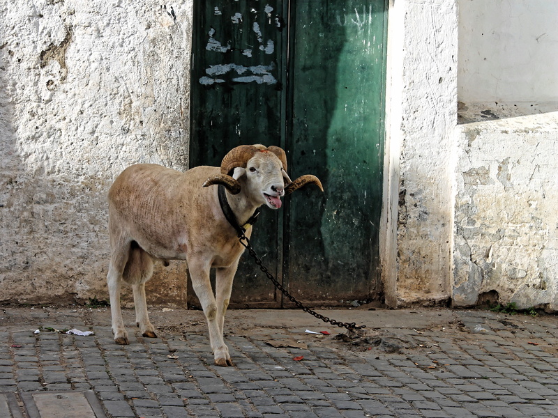 cobblestone, alger, old town, standing, building exterior, bock, 2K, entrance, domestic, wall - building feature, north africa, kasbah, door, livestock