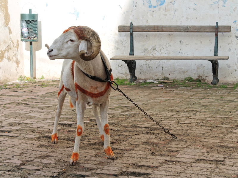 domestic animals, livestock, vertebrate, bock, day, sheep, leash, kasbah, 2K, mutton, canine, wool, collar, standing, animal, alger, old town, one animal