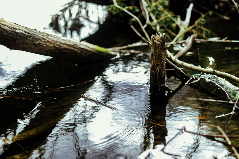 outdoors, forest, 4K, branch, river, woods, spring, Poland, middle, outoors, no people, wood - material, Europe, growth, plant, trunk, winter, green, reflect