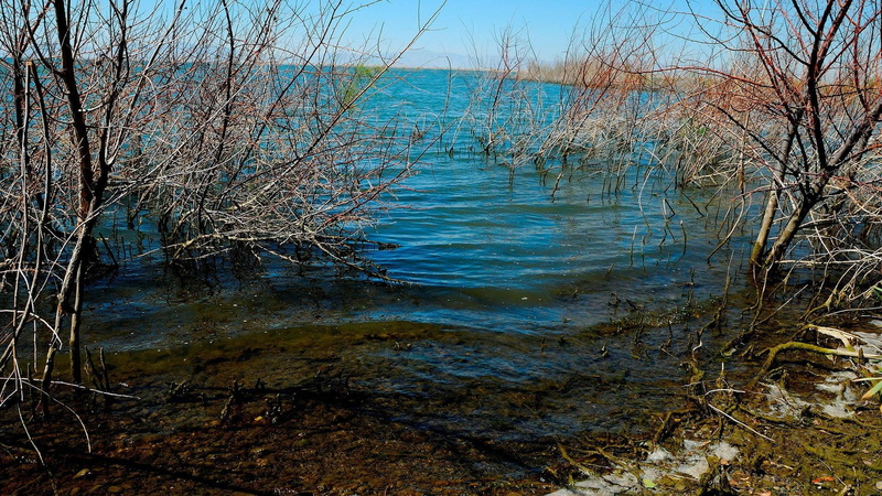 nature, reedsn, nature and landscapes, reeds, 1080P, lakeshore, shore, lakes
