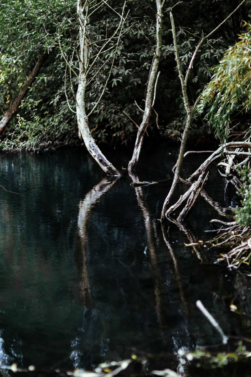 beauty in nature, plant, branch, tranquility, land, woods, woodland, lakeshore, day, no people, scenics - nature, middle, water, Europe, spring, Poland