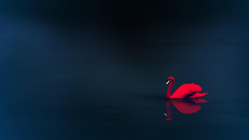 4K, animals, swan