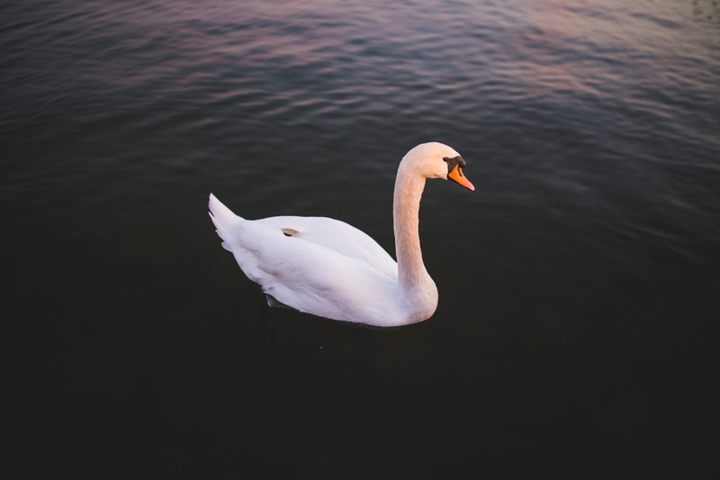 swan, lake, animal neck, bird, 5K, nature, animals in the wild, animal, vertebrate, water bird, one animal, white color, high angle view, no people, animal wildlife