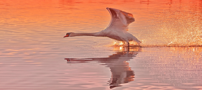 animal wildlife, outdoors, swan, sunset, lake, seagull, flying, nature, birds, animal themes, animal, vertebrate, sky, no people, photography, water, animals