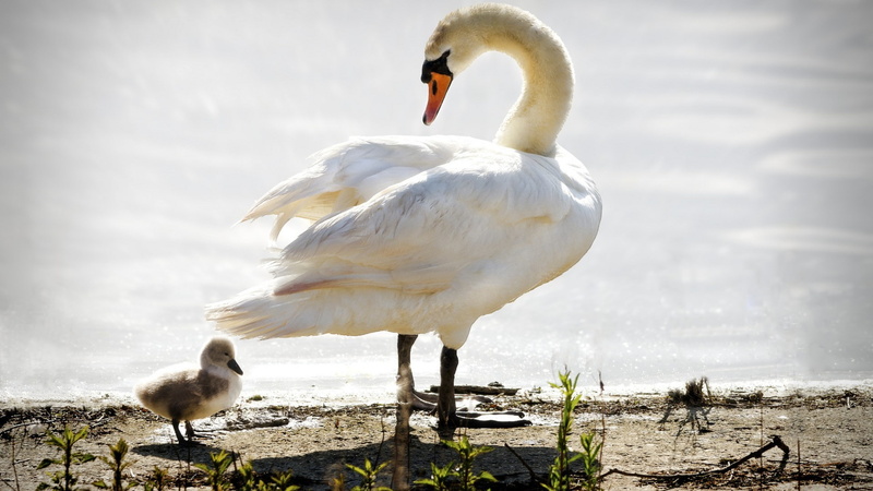 birds, baby animals, swan, water, 1080P