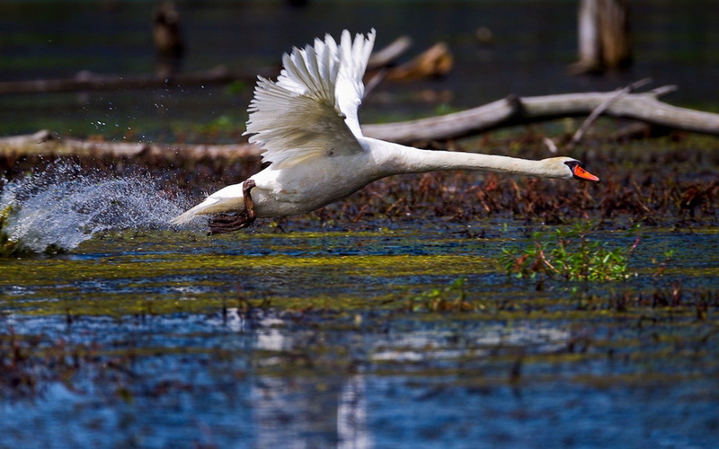 nature, birds, 720P, animals, swan