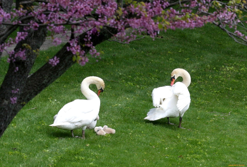 baby animals, couple, 1080P, birds, animals, swan