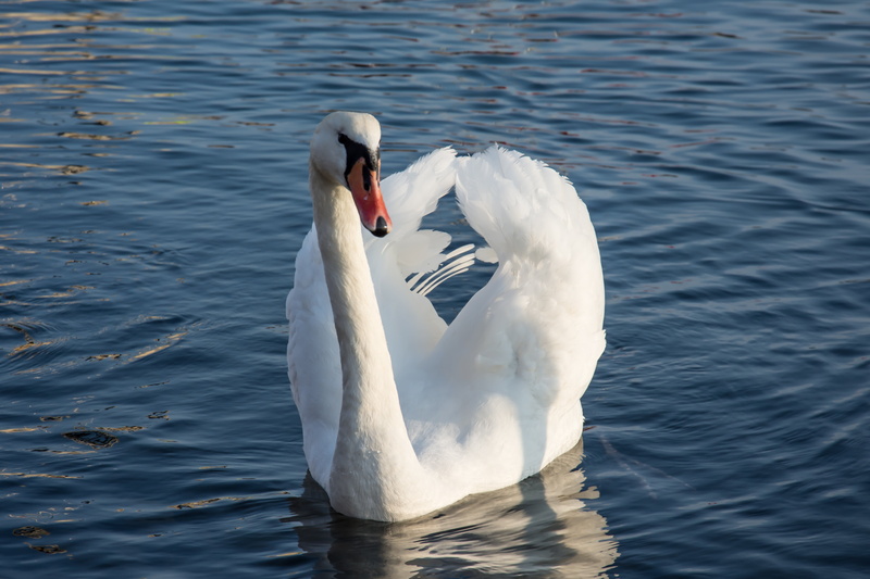 animal wildlife, mute swan, waterfront, vertebrate, outdoors, animal themes, water bird, white color, nature, scenic, wildlife, zoology, landscape, white