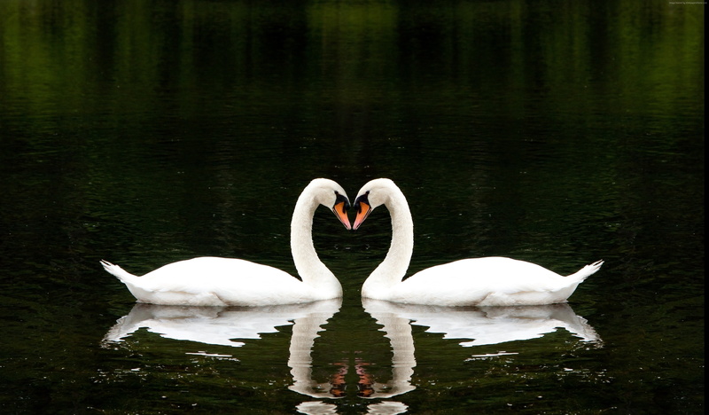 couple, cute animals, 4K, Swan, love, lake