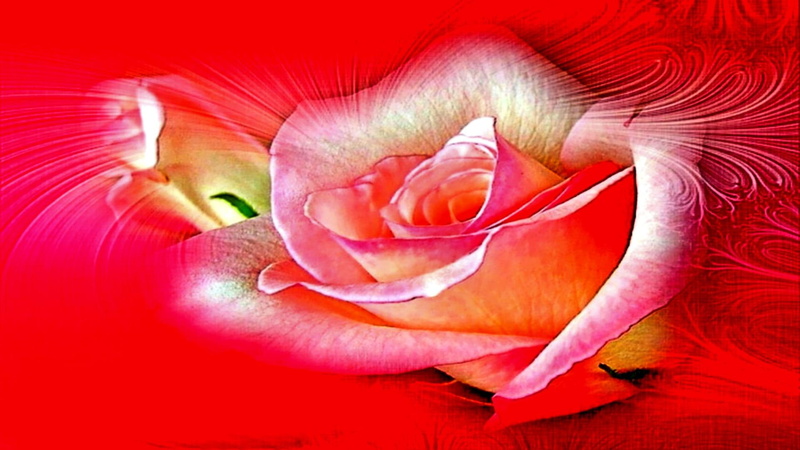 gorgeous, roses, love, cool, 1080P, sweet, warm, 3d and abstract, caring, loving, romances, heart, s
