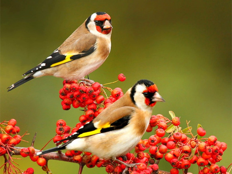 Finches, animals, art, hd, Cool, 480P, beautiful, birds
