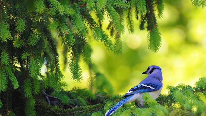birds, jay, pine, 1080P, blue jays, pine trees, animals, blue, tree