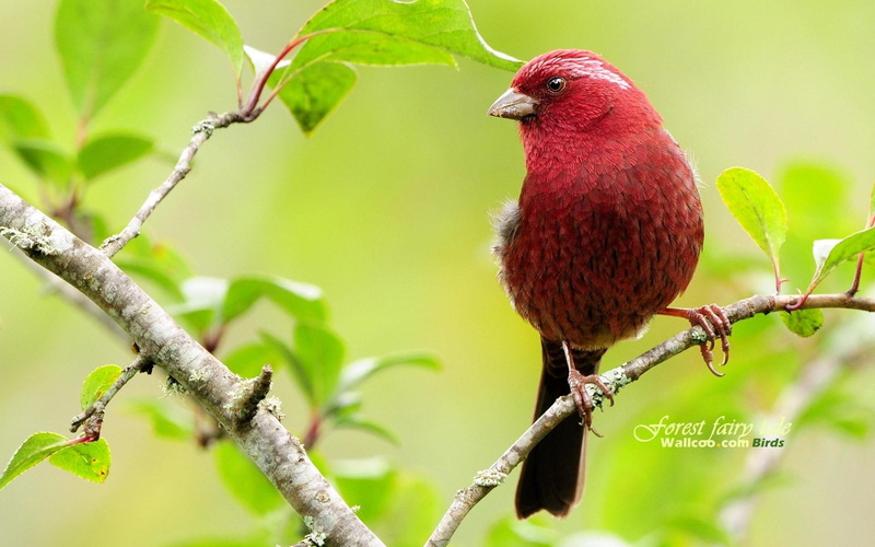 animals, bird, nice, cute, 1080P, red