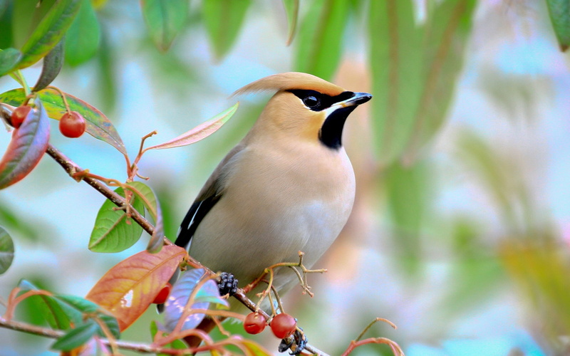 bird, branch, 1080P, berries