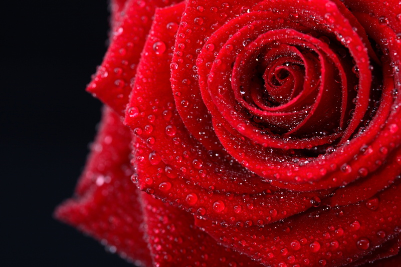 elegantly, romance, fragility, flower Head, black background, drops, growth, water, pretty, rose, 4K, Amazing, single Object, love, drop, colors, gentle