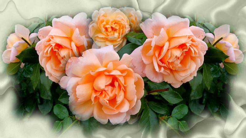 harmony, bunch of flowers, vulnerability, 1080P, inflorescence, rose - flower, leaf, authors photo by Elena Anikina, no people, flower head, nice, rose
