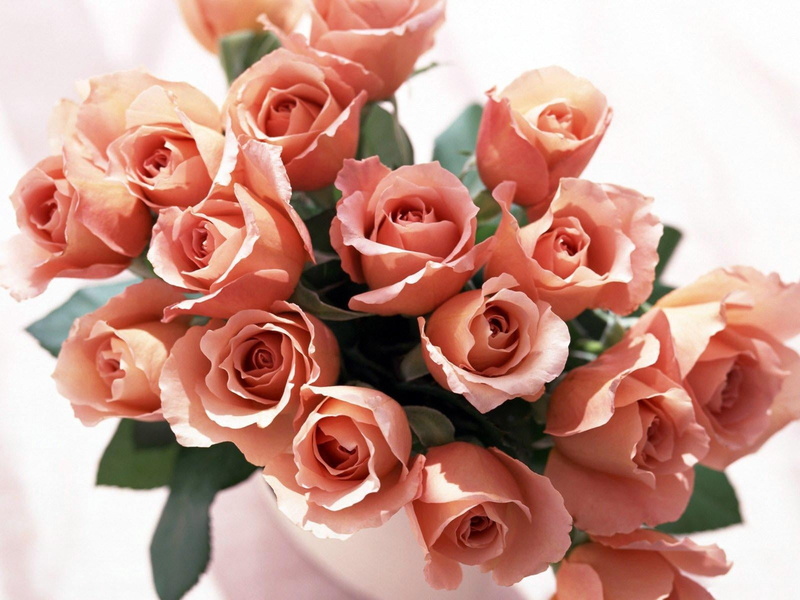 roses, vulnerability, flower, rose - Flower, orange, leaf, pink Color, love, rose, petal, celebration, anniversary, bouquet, gift, close-up, valentines Day - Holiday