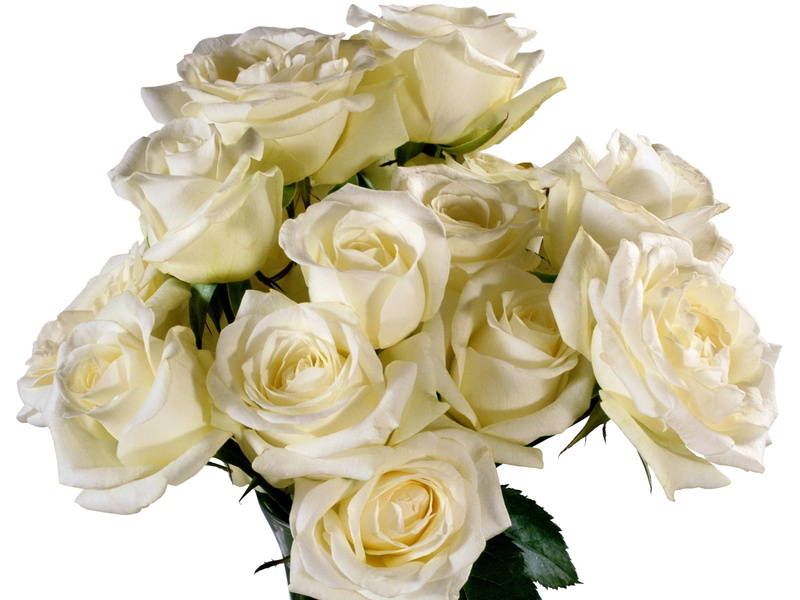 leaf, flower, studio shot, elegance, wedding, fragility, cut out, rose, flower Head, bunch of flowers, elegantly, flowering plant, gift, white, nature