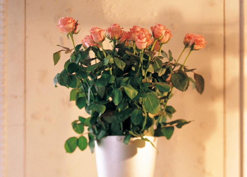 no People, season, petal, rose - Flower, growth, outdoors, gardening, nature, blossom, summer, pink Color, bouquet, vase, green Color, flowering plant