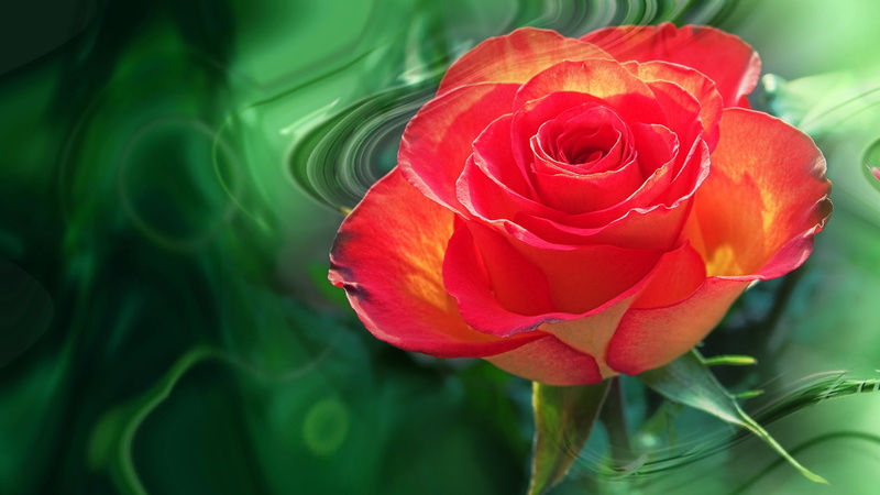 bouquets, beauty, 1080P, flower, harmony, elegantly, rose, bride, delicate, summer, nature, cool, nice, roses, wedding, mood, bouquet, authors photo by Elena Anikina