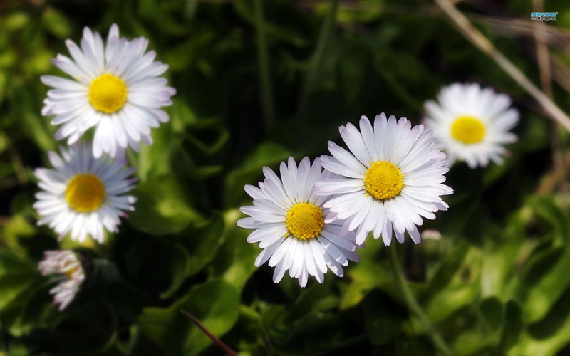 daisies, 1080P, nature, spring, nature and landscapes, flowers, pleasant