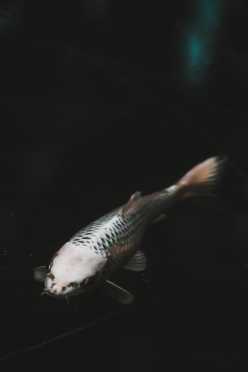 5K, no people, tank, mount pleasant, sea life, central michigan university, black background, swimming, animal, animals in captivity, marine, vertebrate