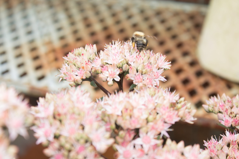 vibrant, season, no people, invertebrate, bee, in bloom, romance, vulnerability, insect, pleasant, fragility, summer, beauty in nature, brightness, plant