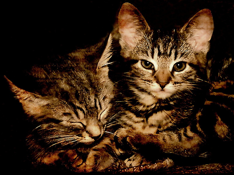 cute, beauty, paws, beautiful, face, two, kitten, 2K, adorable, lovely, cat face, kittens, sweet, black, animals, cats, photogr, pretty, brown