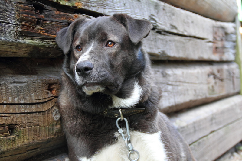 face, chains, 1080P, dog, animals, wood