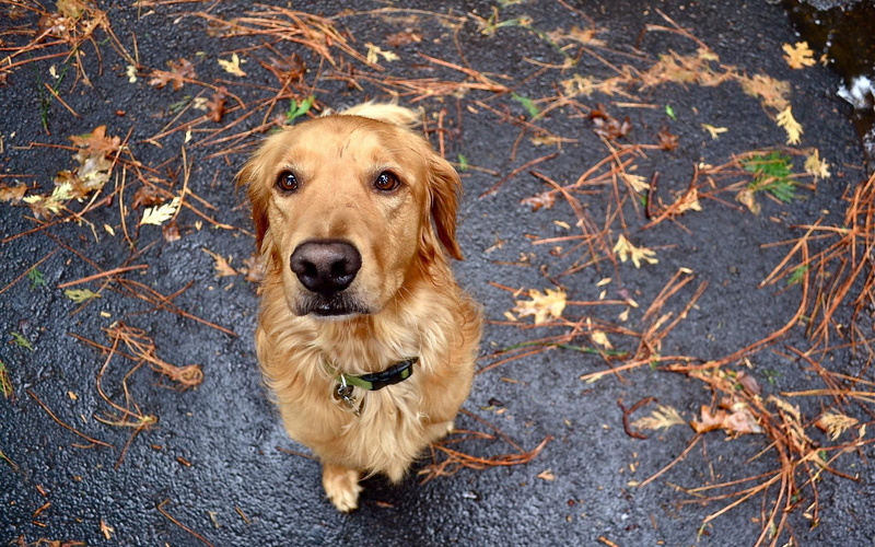 pretty, animals, bubbles, cute, dog, puppies, playful, dogs, autumn, puppy, lovely, 1080P, beautiful, face, playful dog
