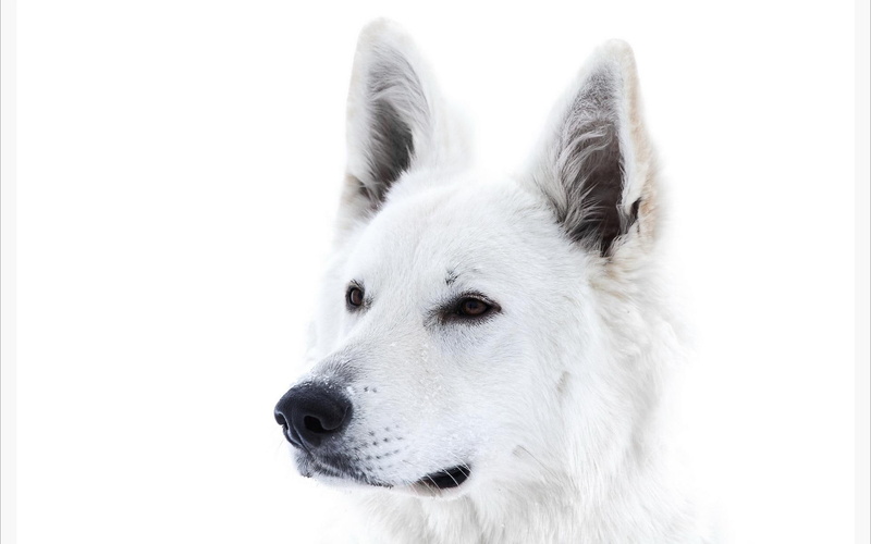 dog, cute, pretty, lovely, puppy, animals, face, bubbles, white, dogs, playful dog, playful, beautiful, puppies, 1080P