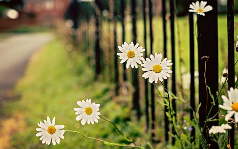 Chamomile, Flowers, White, Fence, Bokeh, 1080P, Daisy