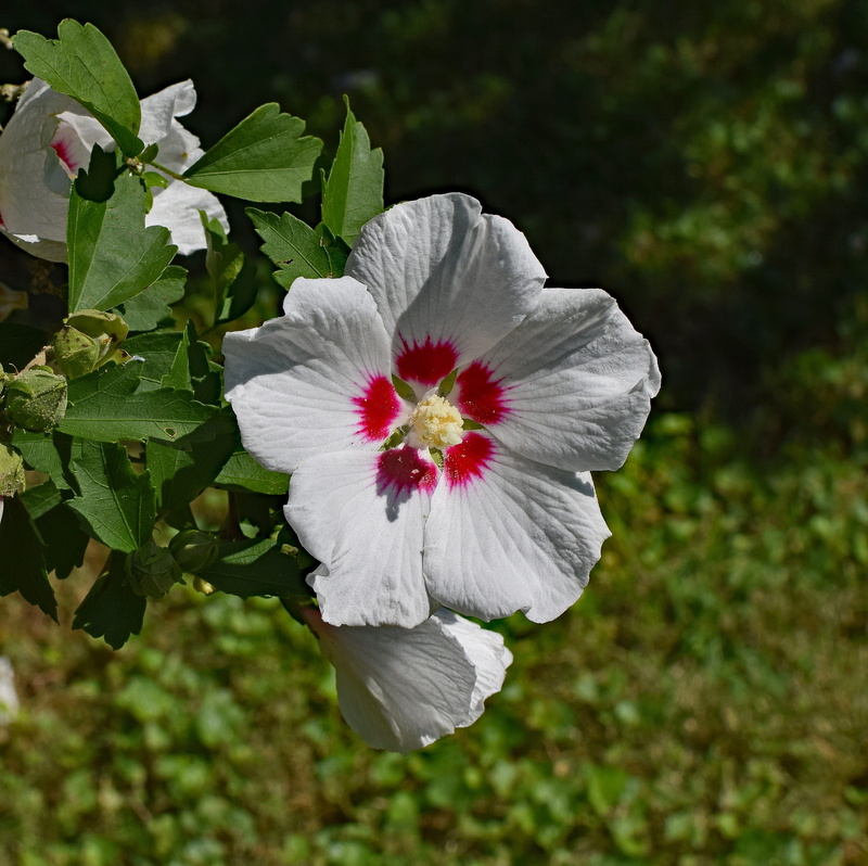 inflorescence, Rose Of Sharon, Flower, nature, yellow, white, fragility, green color, growth, close-up, day, outdoors, peony, beauty in nature, leaf, flower head