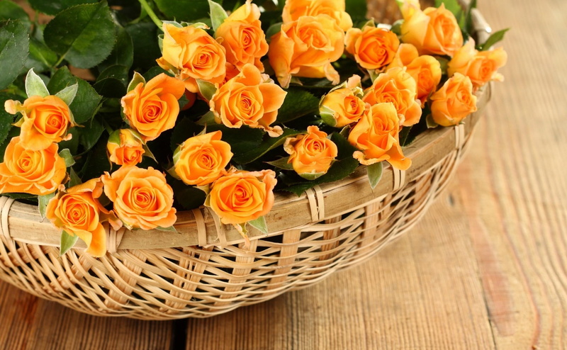 orange, nature, softness, backgrounds, flower arrangement, blossom, summer, bunch of flowers, orange Color, celebration, gift, flower, vulnerability, flowers