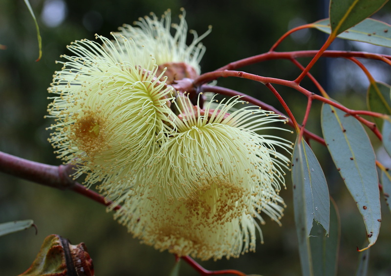 spiky, close-up, eucalyptus, yellow, branch, day, floral, selective focus, freshness, fragility, focus on foreground, food and drink, vulnerability, 4K