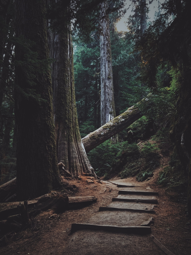 nature, tranquil scene, wood, path, seat, trail, forest, brown, bench, no people, log, fallen, outdoors, woodland, tall, photo, trees, pathway, land, 4K