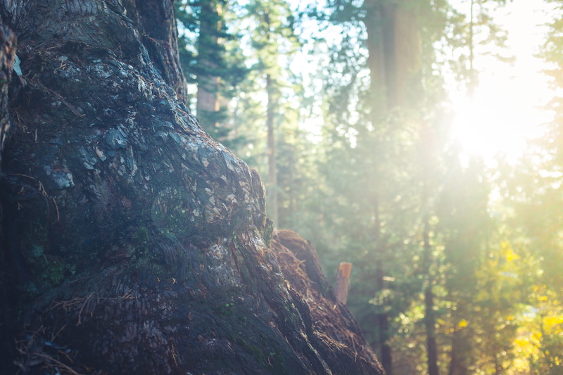 outdoors, nature, tree trunk, tranquility, environment, day, woodland, lights, wood, gray, white, non-urban scene, coniferous tree, landscape, focus on foreground