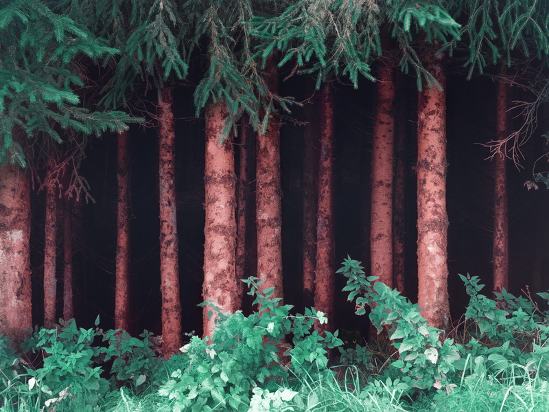 day, bamboo - plant, land, trees, leaves, grass, trunk, tree trunk, plant part, growth, 8K, near, plants, tree trunks, built structure, photo, nature