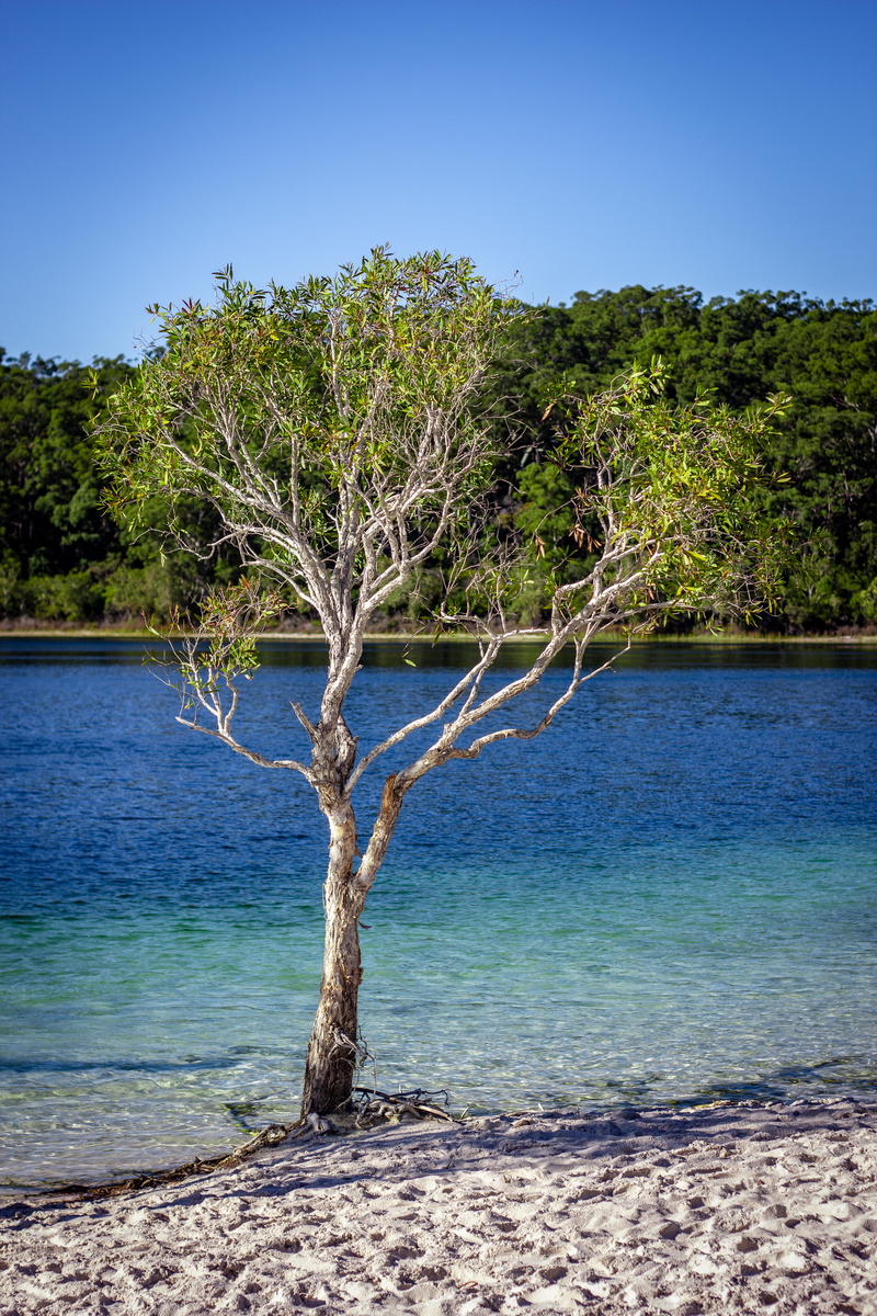 tree, coast, beach, australia, non-urban scene, land, trunk, clear sky, beauty in nature, leafed, scenics - nature, green, sea, tranquil scene, wood, no people