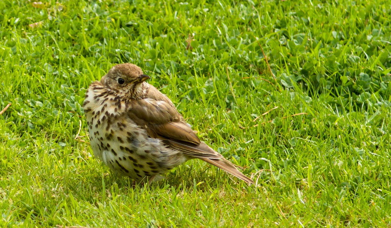 new zealand, bird, bird of prey, perching, grass, focus on foreground, one animal, field, no people, green color, nature, lanarch castle grounds, little bird