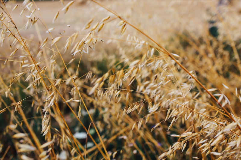 crop, tranquility, Car trip, growth, grain, dry, wheat, close-up, gold Colored, cereal, cereal Plant, yellow, oats, trip, forest, hay, day, haystack, nature