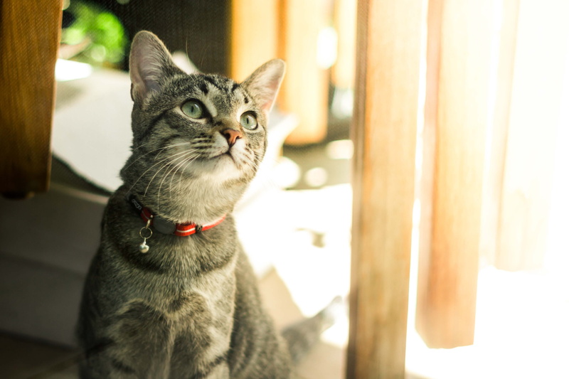 cute, cat, plywood, animal themes, feline, animal, window, wood, spoke, shelf, vertebrate, sitting, domestic, mammal, furniture, couch, curtain, no people