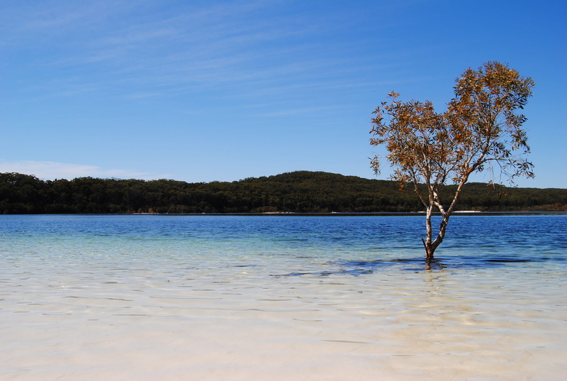 outdoors, day, trees, tree, tranquil scene, 2K, idyllic, nature, plant, growth, lake mckenzie, fraser island, australia, sky, waterfront, beach, beauty in nature